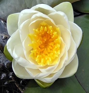 Bijeli lopoč (Nymphaea alba) - predstavnik skupine Nymphaeanae 