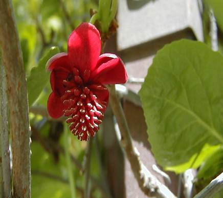 Schisandra rubriflora (Franch.) Rehderet E. H. Wilson - predstavnik skupine Austrobaileyanae