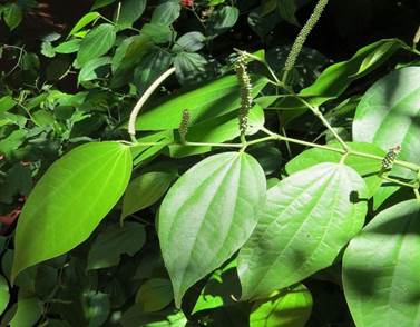 Vrsta roda Piper (paparovac) iz reda Piperales Vrsta roda Canella iz reda Canellales Vrsta roda Magnolia iz reda Magnoliales
