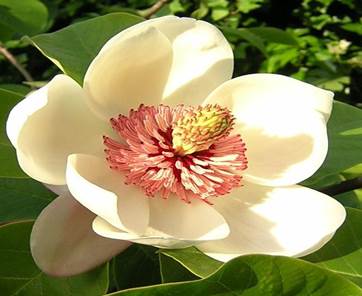 Vrsta roda Piper (paparovac) iz reda Piperales Vrsta roda Canella iz reda Canellales Vrsta roda Magnolia iz reda Magnoliales