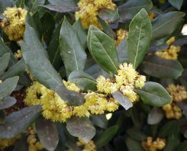 Laurus nobilis L. iz reda Laurales Vrsta roda Chloranhus iz reda Chlorantales