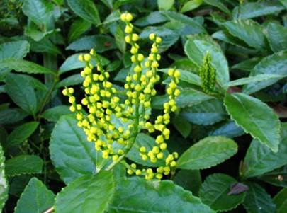 Laurus nobilis L. iz reda Laurales Vrsta roda Chloranhus iz reda Chlorantales