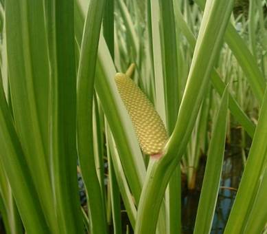 Sl. 159. Acorus calamus L. (iđirot) iz reda Acorales