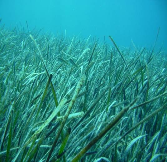 Sl. 161.Vrsta roda Posidonia iz reda Alismatales
