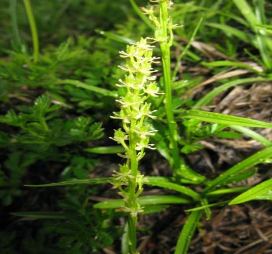 Sl. 162. Vrsta roda Petrosavia iz reda Petrosaviales