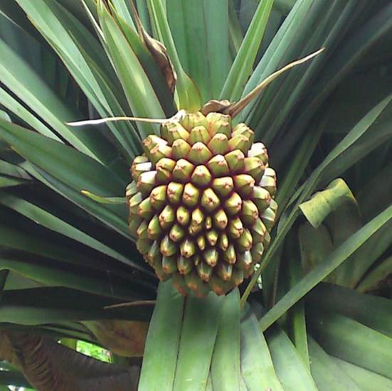 Sl. 164. Vrsta roda Pandanus iz reda Pandanales
