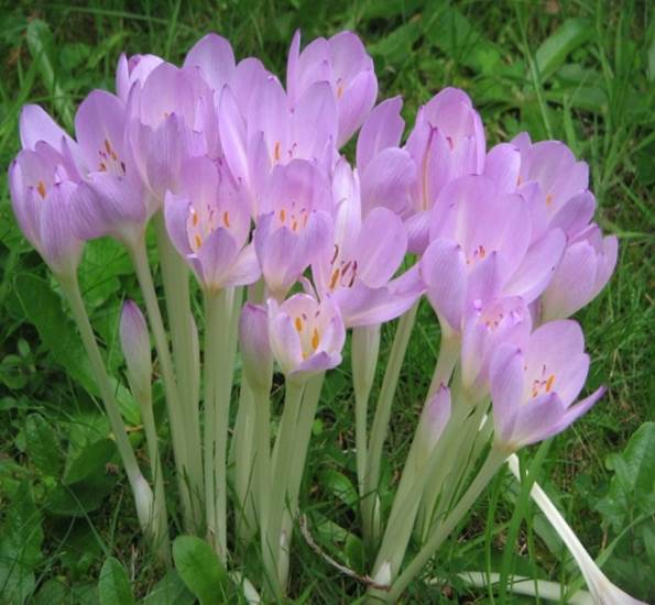 Sl. 165. Vrsta roda Colchicum iz reda Liliales