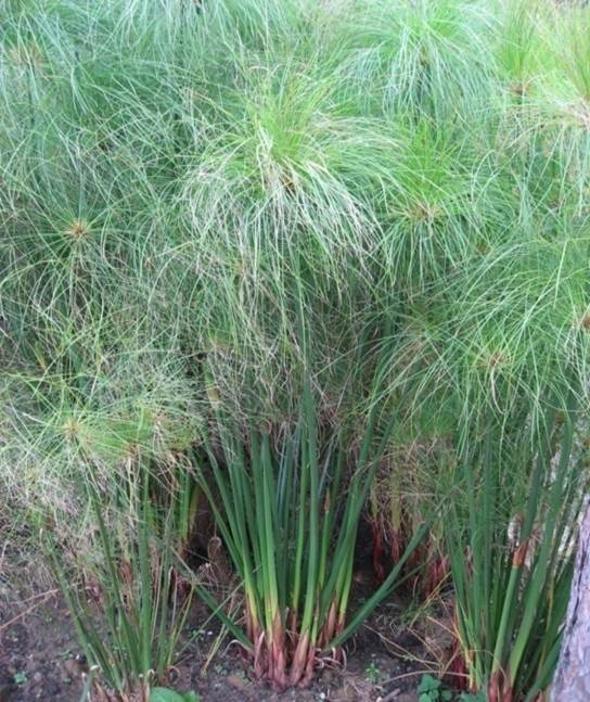 Sl. 166. Vrsta roda Cyperus iz reda Poales