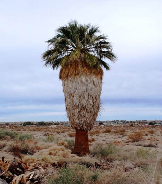Sl. 167. Vrsta roda Washingtonia iz reda Arecales (Palmae)