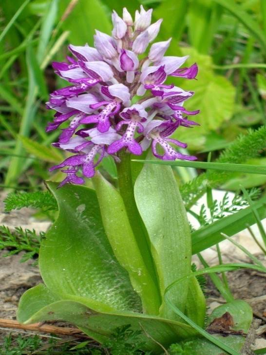 Sl. 168. Vrsta roda Orchis iz reda Asparagales