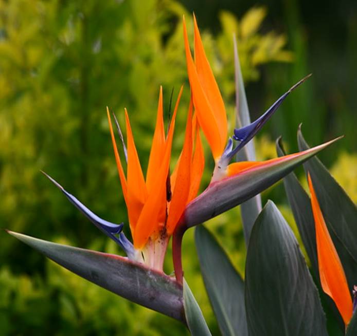 Sl. 170. Vrsta roda Strelitzia iz reda Zingiberales