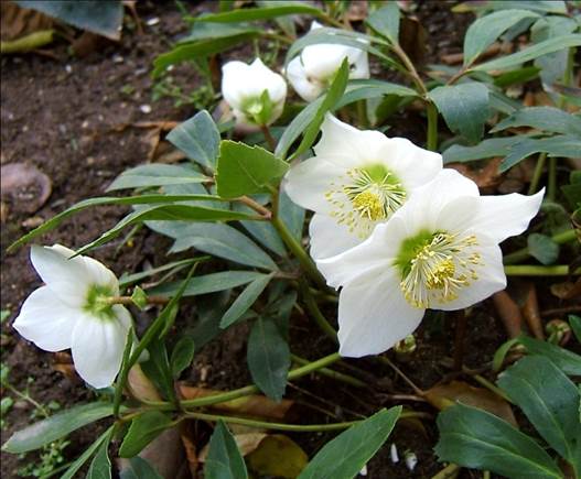 Sl. 172. Vrsta iz porodice žabnjakovki (Helleborus sp.) iz nadreda Ranunculanae