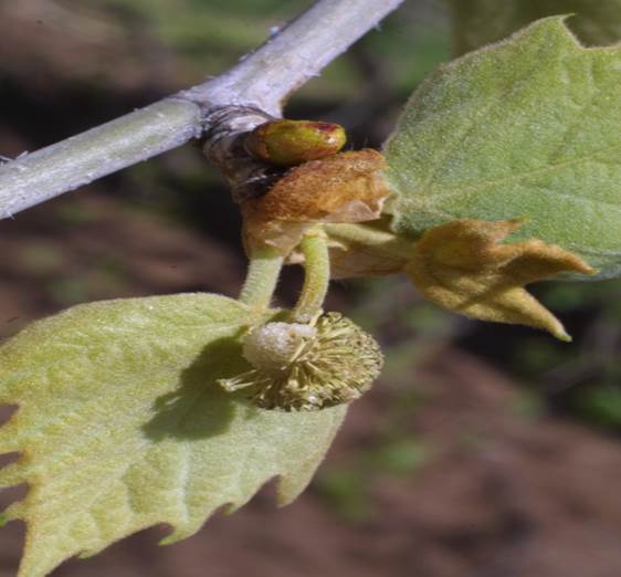 Sl. 173. Vrsta platane (Platanus sp.) iz nadreda Proteanae