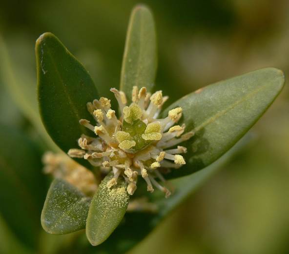Sl. 174. Vrsta šimšira (Buxus sp.) iz nadreda Buxanae