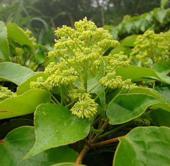 Sl. 175. Vrsta iz roda Trochodendron iz nadreda Trochodendranae