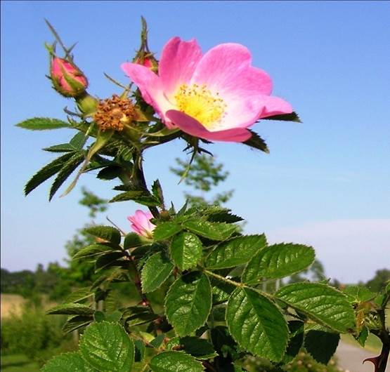 Sl. 180. Vrsta (Rosa sp.) iz nadreda Rosanae