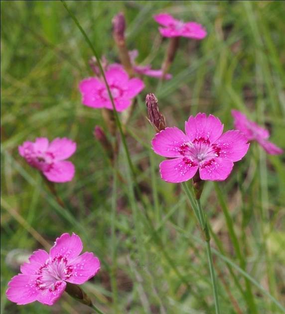 Sl. 181. Vrsta (Dianthus sp.) iz nadreda Caryophyllanae