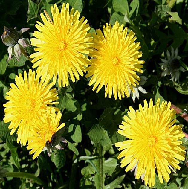 Sl. 182. Vrsta (Taraxacum sp.) iz nadreda Asteranae