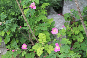ROSA TOMENTOSA SM. – PUSTENASTA RUŽA