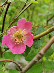 ROSA VILLOSA L. – MEKOLISNA RUŽA