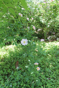 ROSA CANINA L. – PASJA RUŽA