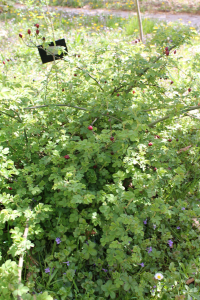 ROSA ARVENSIS  HUDS. – POLJSKA RUŽA