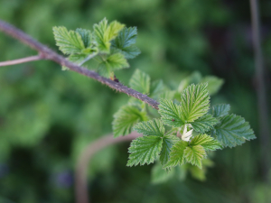 RUBUS IDAEUS L. – MALINA