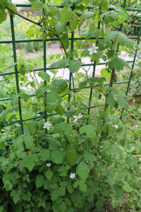 RUBUS CAESIUS L. – MODROSIVA KUPINA
