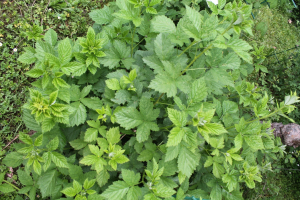 RUBUS  CANESCENS DC. – PUSTENASTA KUPINA