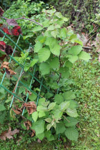 RUBUS HIRTUS  WALDST. ET KIT. – OŠTRODLAKAVA KUPINA