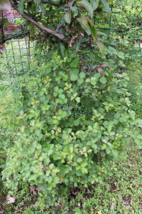 RUBUS ULMIFOLIUS  SCHOTT – PRIMORSKA KUPINA