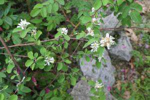 AMELANCHIER OVALIS MEDIK. – OBIČNA RUŠVICA
