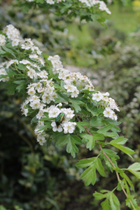 CRATAEGUS MONOGYNA  JACQ. – JEDNOVRATNI GLOG