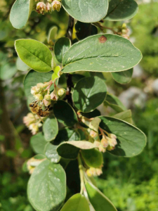 COTONEASTER INTEGERRIMUS MEDIK. – OBIČNA DUNJARICA