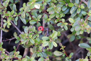 COTONEASTER×SUECICUS  G. KLOTZ  'SKOGHOLM' – KULTIVAR KRIŽANCA UKRASNA MUŠMULICA 'SKOGHOLM'