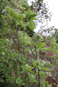 SORBUS VELEBITICA KÁRPÁTI – VELEBITSKA MUKINJA