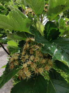 SORBUS  AUSTRIACA  (BECK) PRAIN  SSP. CROATICA  KÁRPÁTI– HRVATSKA PLANINSKA MUKINJA