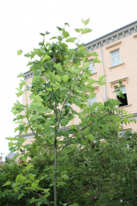 SORBUS TORMINALIS (L.) CRANTZ – BREKINJA