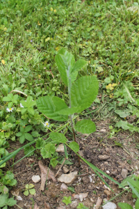 SORBUS ARIA (L.) CRANTZ – OBIČNA MUKINJA