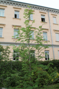 SORBUS AUCUPARIA  L. – JAREBIKA