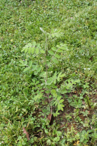 SORBUS DOMESTICA L. – OSKORUŠA