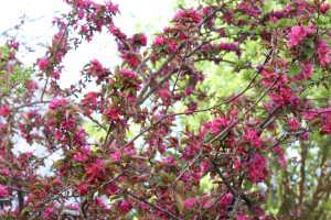 MALUS×PURPUREA (A. BARBIER) REHDER 'ELEYI' – KULTIVAR KRIŽANCA CRVENA JABUKA 'ELEYI'