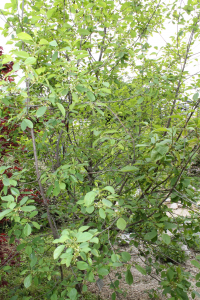 FRANGULA ALNUS MILL. – TRUŠLJIKA