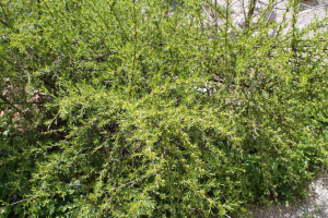 RHAMNUS PALLASII  FISCH. ET C. A. MEY – DUGOLISNA KRKAVINA