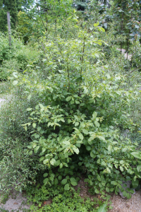 RHAMNUS CATHARTICA  L. – PRAVA KRKAVINA