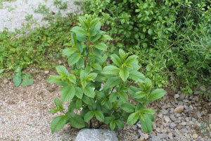 RHAMNUS FALLAX  BOISS. - ŽESTIKA