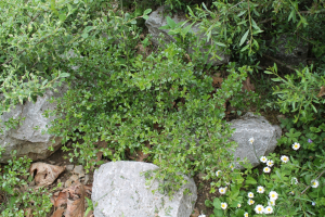 RHAMNUS SAXATILIS  JACQ. – KAMENJARSKA KRKAVINA