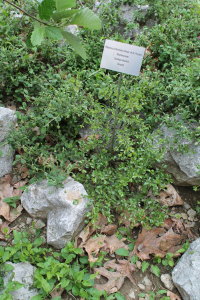 RHAMNUS INTERMEDIA STEUD. ET HOCHST. – PRIMORSKA KRKAVINA