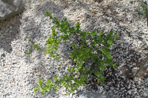 RHAMNUS ORBICULATA BORNM. – OKRUGLOLISNA KRKAVINA