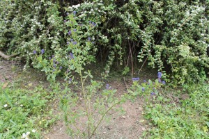 CEANOTHUS COERULEUS  LAG. – CEANOT